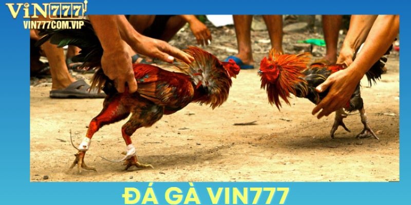 Đá Gà Vin777 - Không Gian Dành Riêng Cho Những Chiến Kê