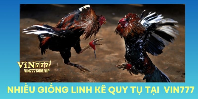 Nhiều giống linh kê quy tụ trong một sàn đấu chất lượng