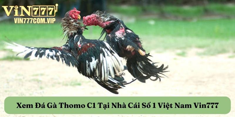 Điểm đặc biệt khi xem đá gà Thomo trực tuyến