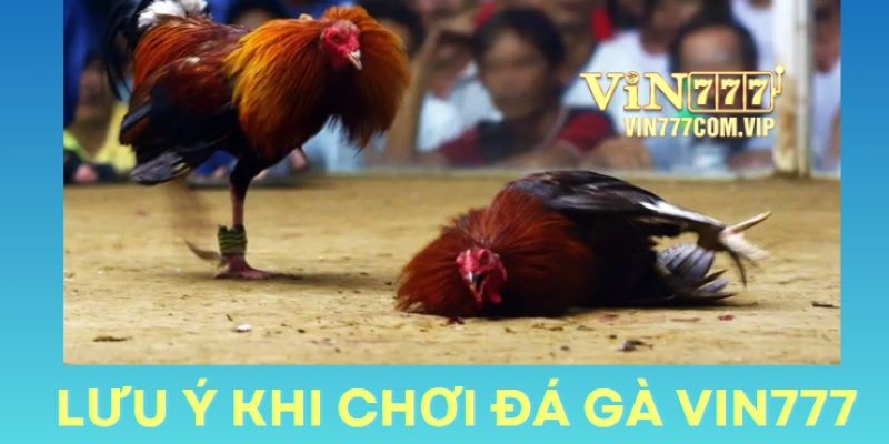 Một số lưu ý quan trọng giúp bạn tự tin tham gia đá gà Vin777